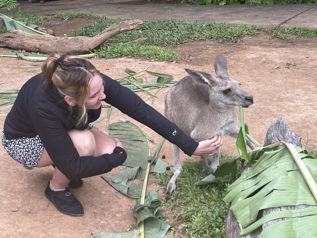 Feeding a kangaroo at an animal preserve in Cairns, Australia during our cruise stop.