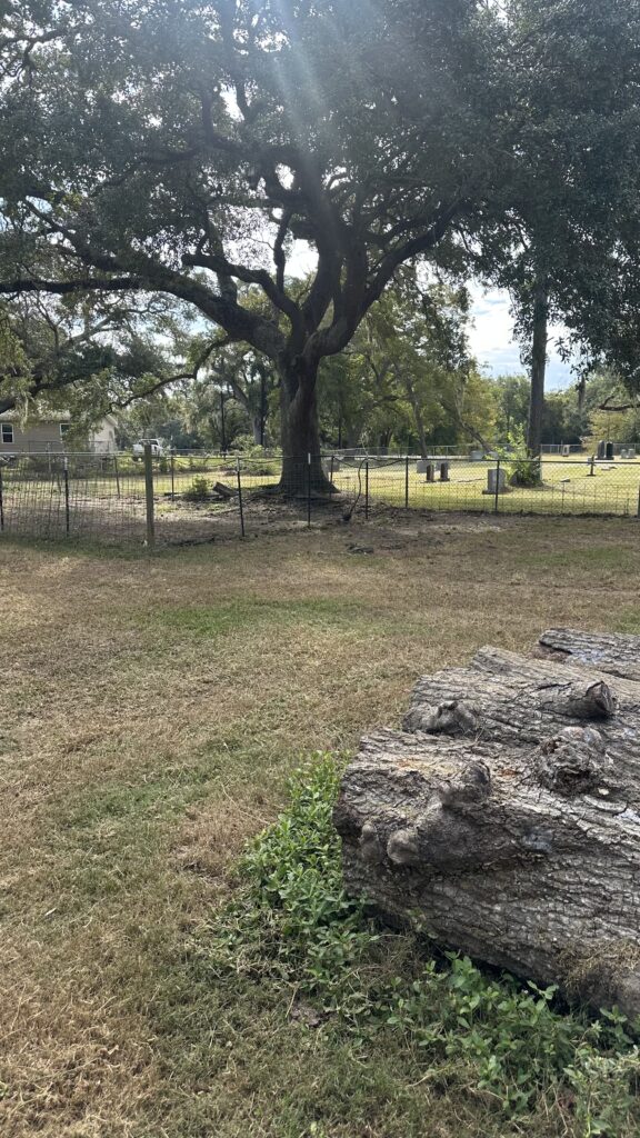 Wooded area near a Brazoria County cemetery where a witness claims Rebecca Beard was buried in 1986.