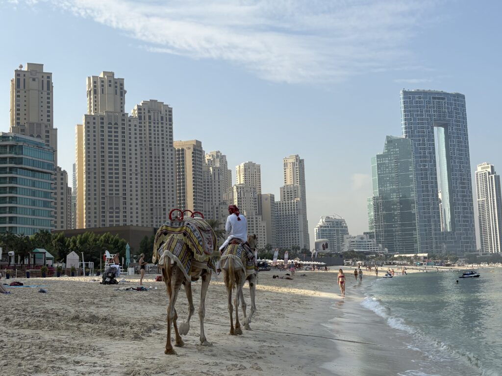 Two camels walking along JBR Beach in Dubai, where I suffered a camel bite during my first day of vacation.